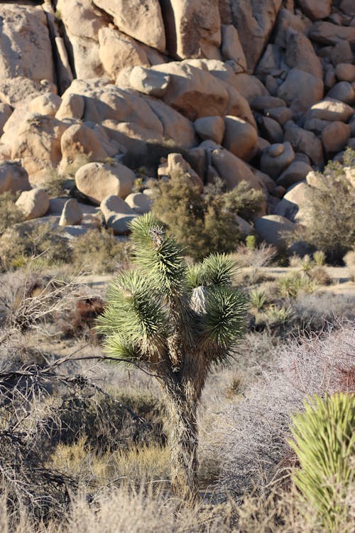 Fotobanka s bezplatnými fotkami na tému arídny, balvany, joshua tree