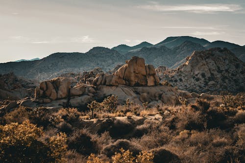 Immagine gratuita di ambiente, cespugli, colline