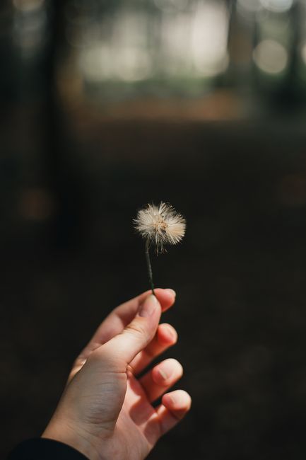 Close-up of a hand holding a dandelion against a blurred natural background.