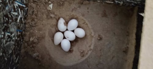 새의 달걀의 무료 스톡 사진