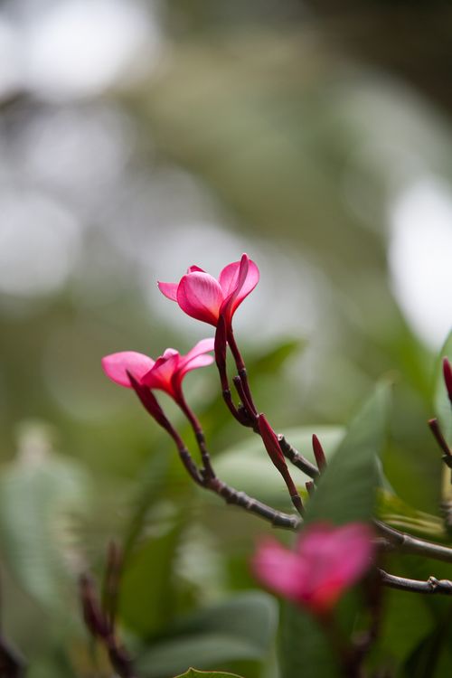 Free Closeup of blooming bush with bright red flowers on thin stems on blurred background Stock Photo