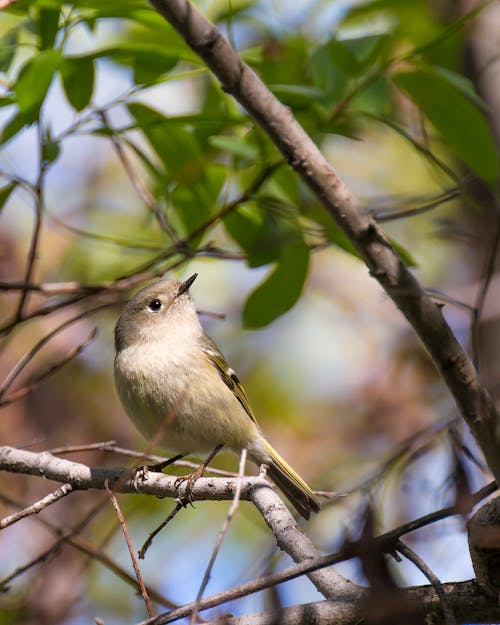 A small bird is perched on a tree branch