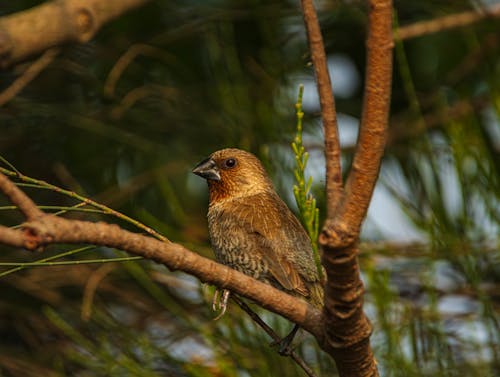 Gratis stockfoto met dierenfotografie, natuur, natuurfotografie