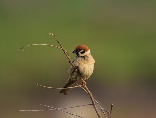 Gratis stockfoto met bladerloze tak, dierenfotografie, huismus