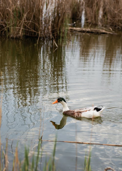 Photos gratuites de canard, lac, mise au point sélective