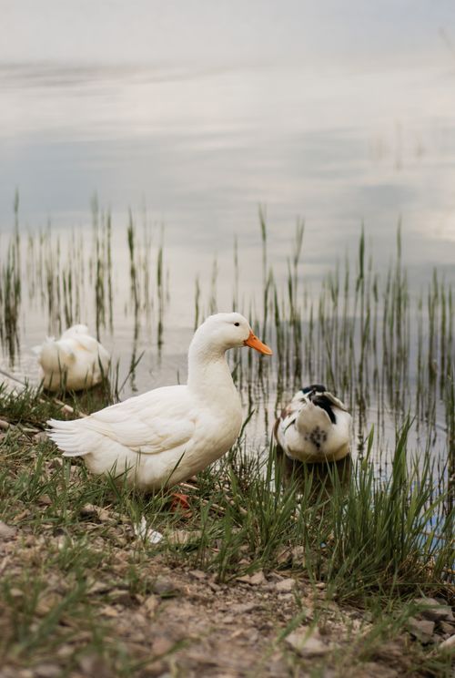Free Three ducks relaxing by a serene lakeshore with grassy reeds. Stock Photo