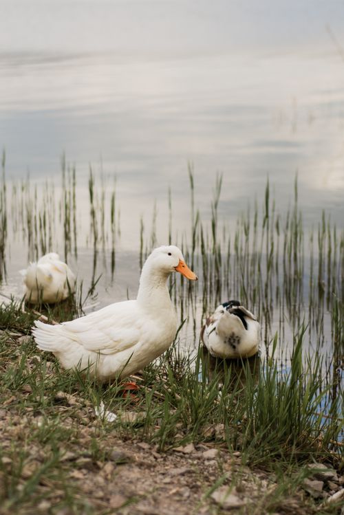 Free Captivating Pekin ducks by a tranquil lake shore, embodying rural nature. Stock Photo