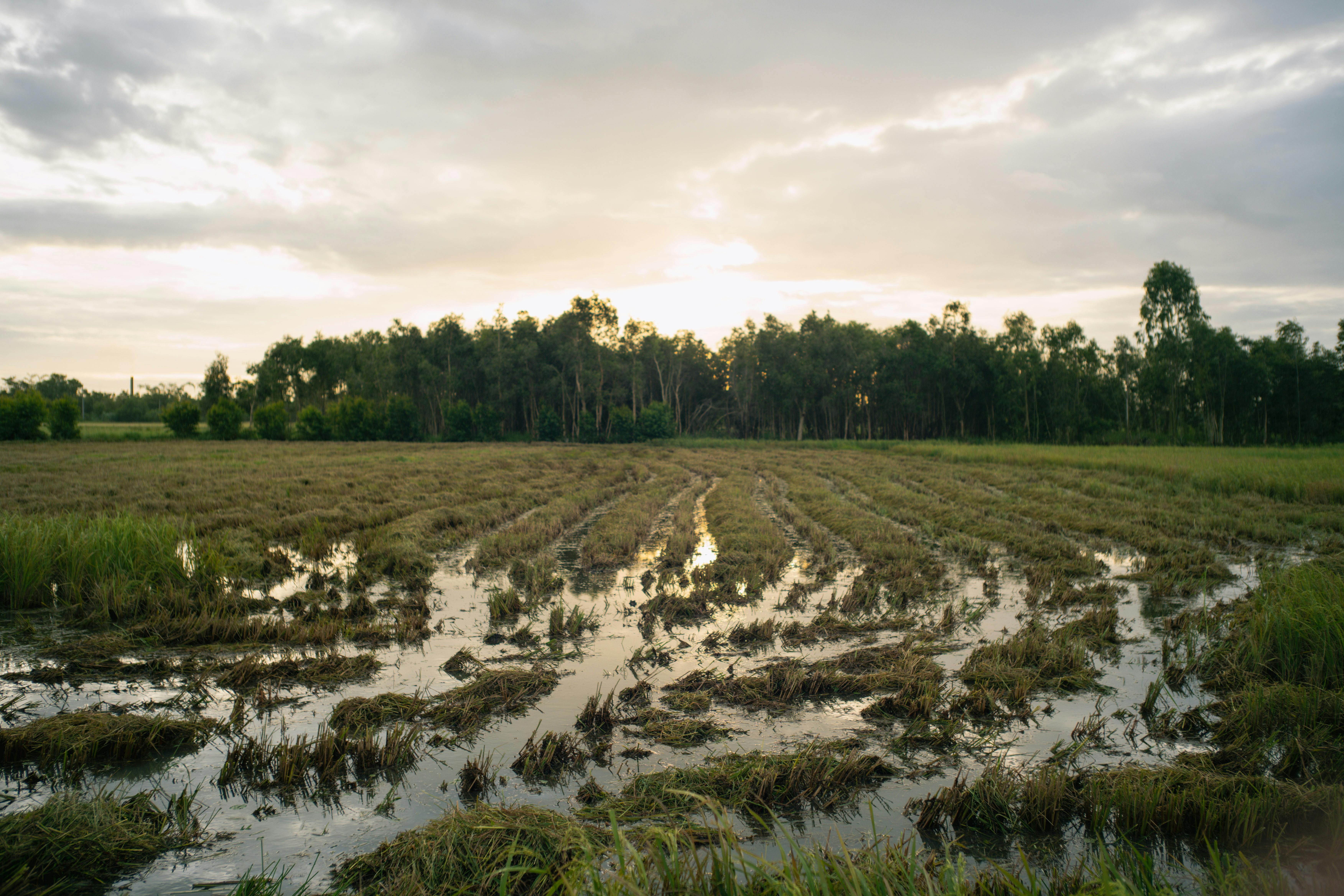 climate resilience — Photo by Long Bà Mùi on Pexels