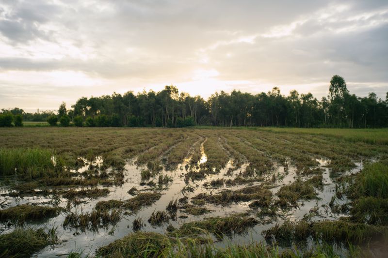 Field with standing water at sunset
