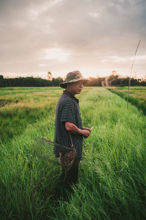 Fotos de stock gratuitas de agricultura, al aire libre, arroz