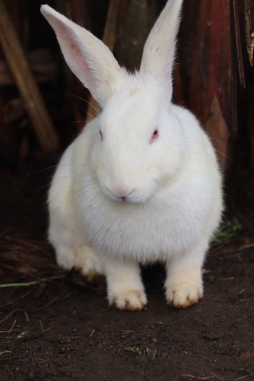 คลังภาพถ่ายฟรี ของ กระต่าย, สัตว์, หูกระต่าย