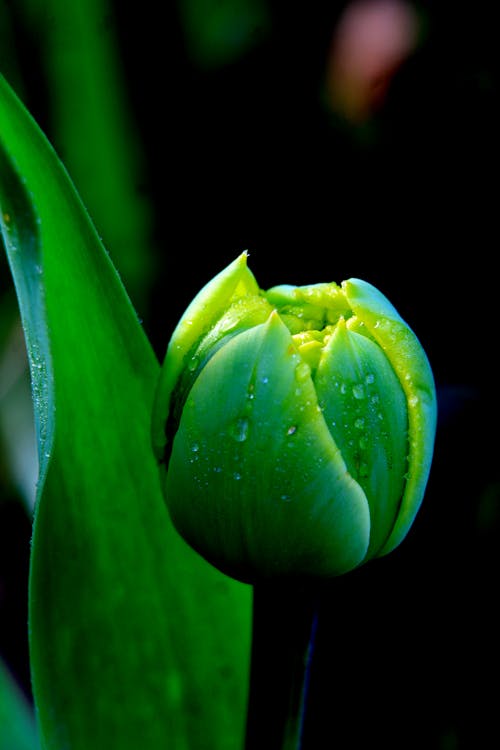 Free A green tulip with water droplets on it Stock Photo