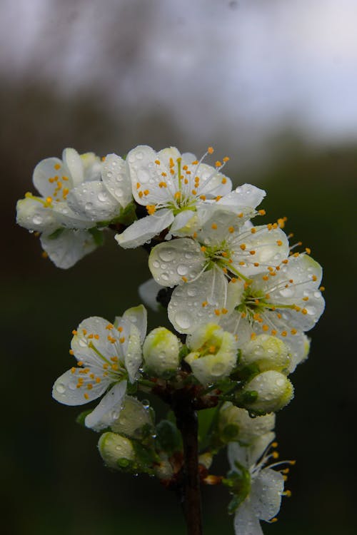 A close up of a white flower with small yellow flowers