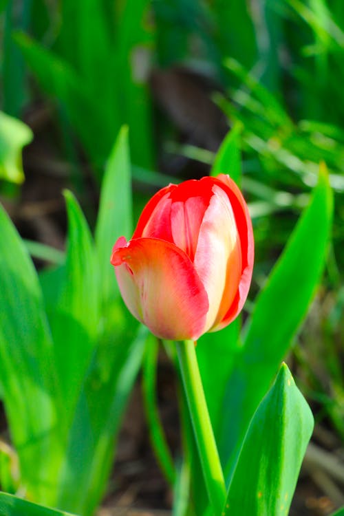 Foto d'estoc gratuïta de enfocament selectiu, flor, natura