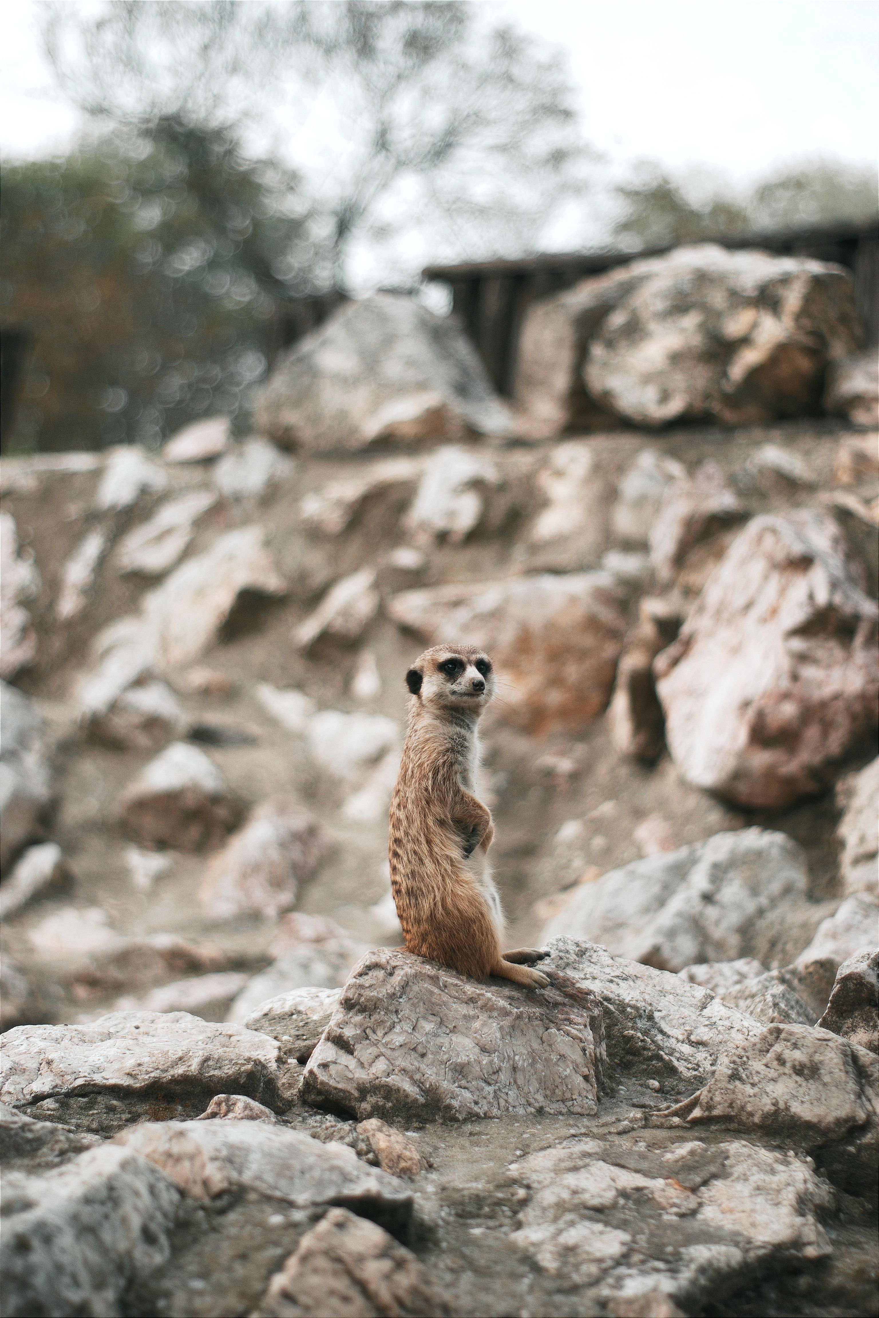A meerkat stands alert on rocky terrain surrounded by nature, capturing its natural habitat and behaviors.