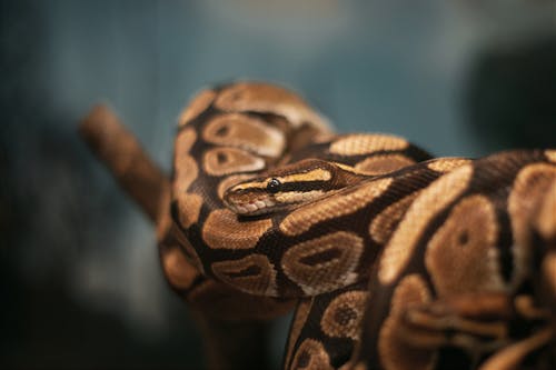 Free A snake is sitting on a branch with its head down Stock Photo