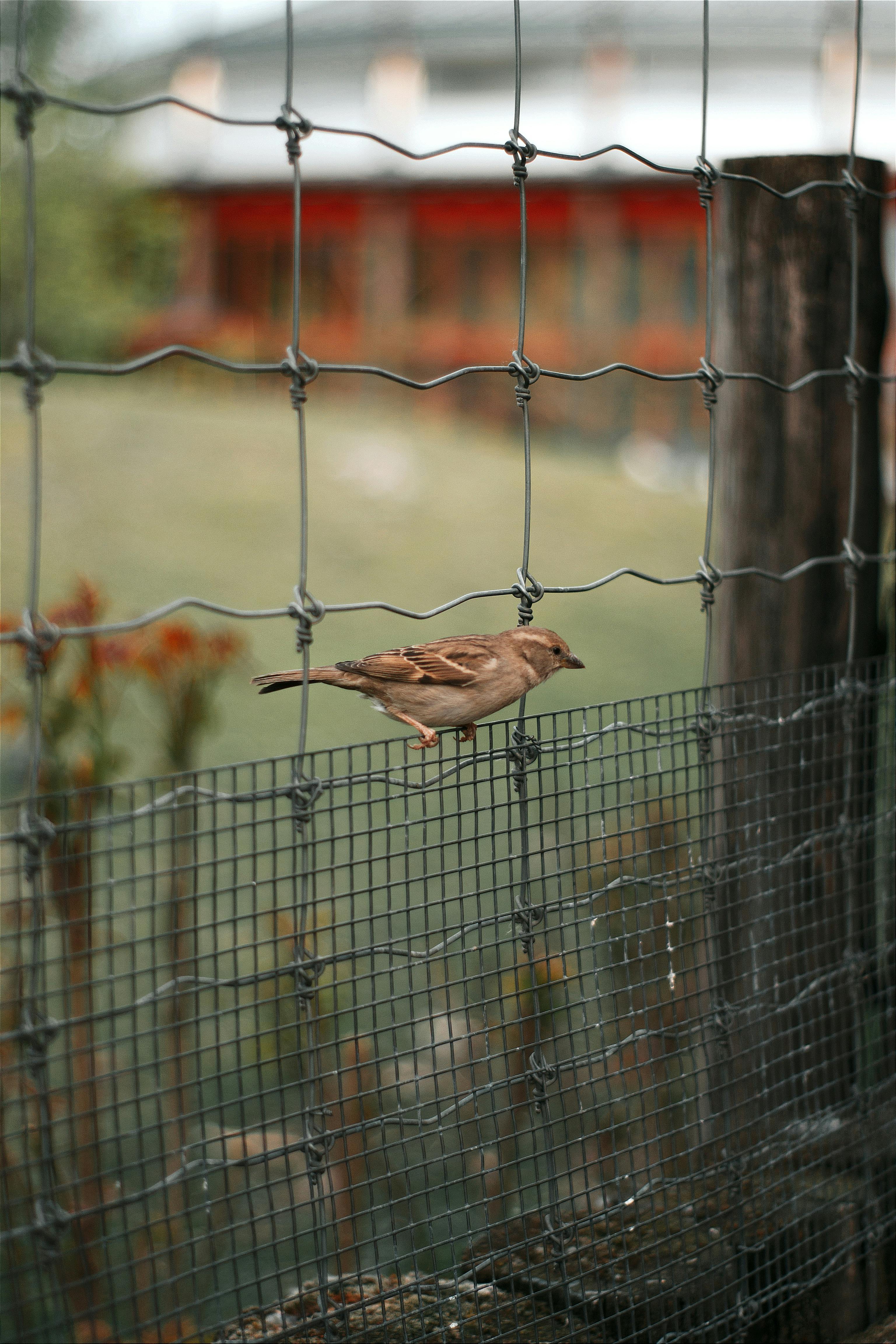 Birdneighbors