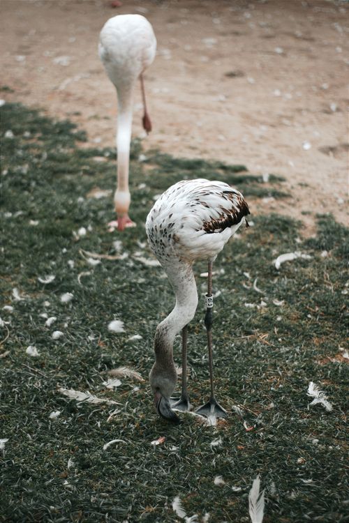 Free White flamingos feeding on grass in Hungary, showcasing nature's beauty. Stock Photo