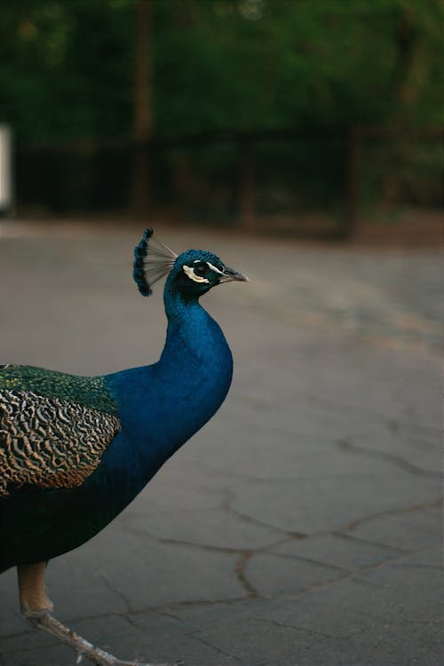 Gratis lagerfoto af blå, dyrefotografering, fortov