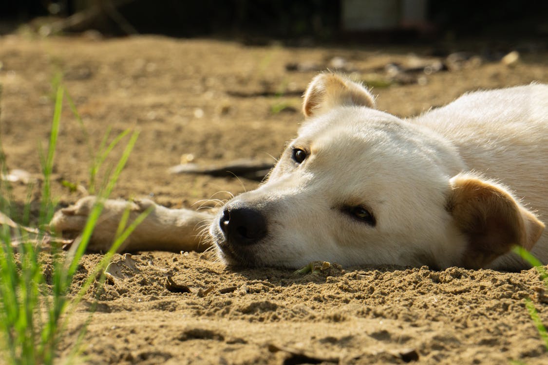 Free A white dog laying on the ground in the sand Stock Photo