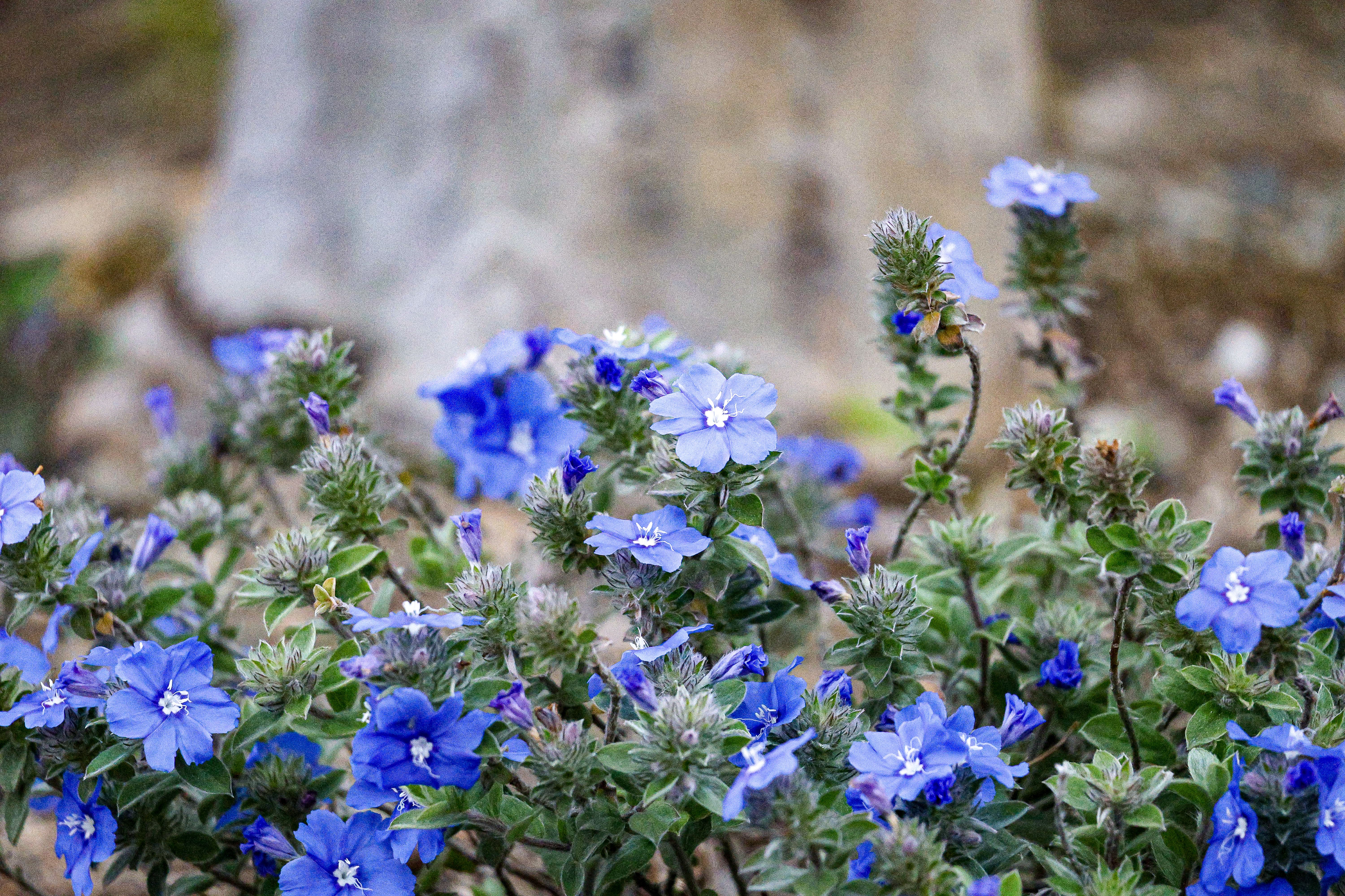 [ColoSach]-close-up-of-blue-wildflowers-in-a-natural-rural-setting.-vibrant-and-serene.