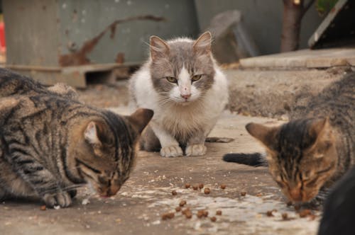 Foto d'estoc gratuïta de kedi