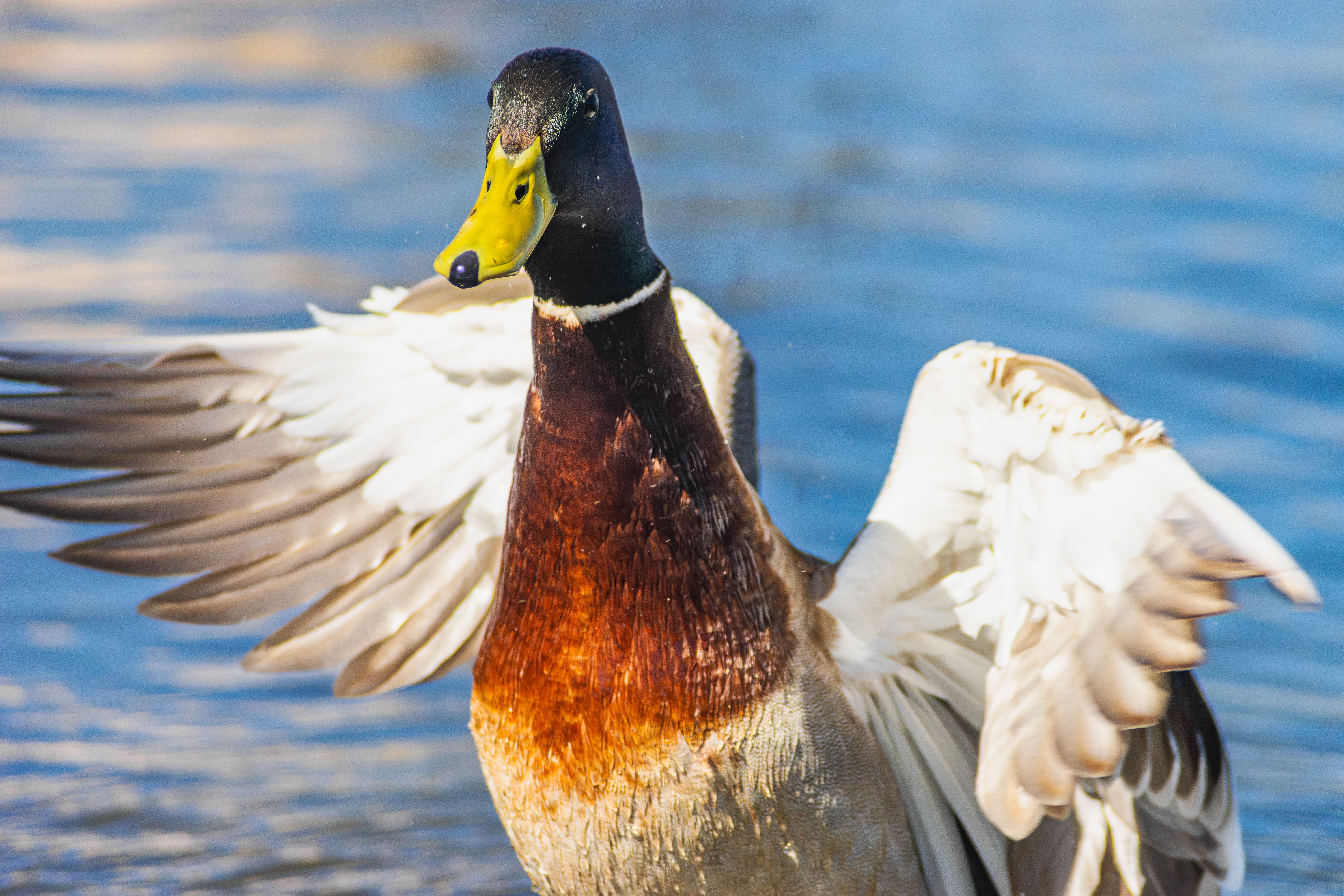 Duck in the River Flapping its Wings · Free Stock Photo
