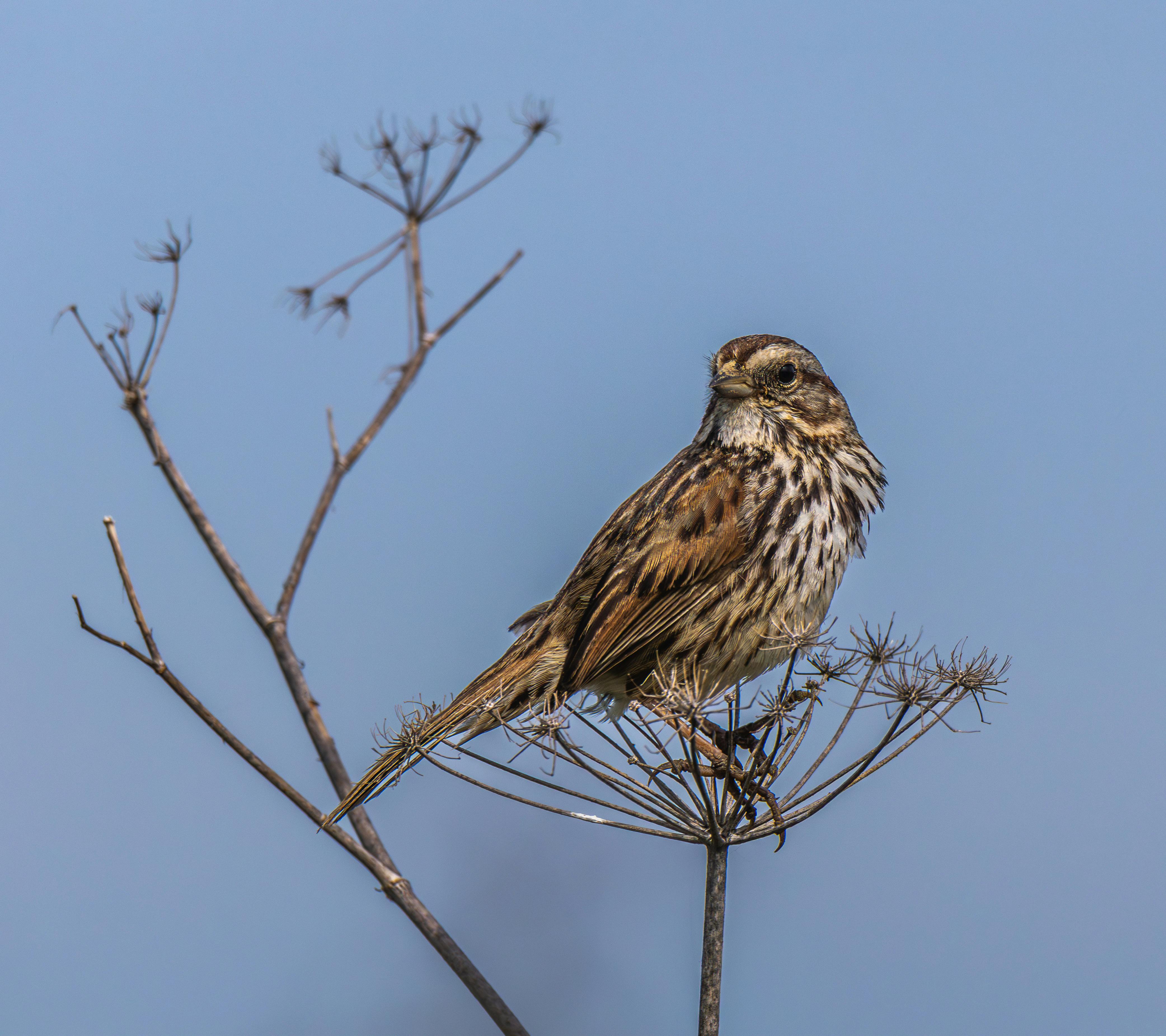 Close-up of a Song Sparrow perched on a dry plant against a clear sky. Ideal for nature and wildlife themes.