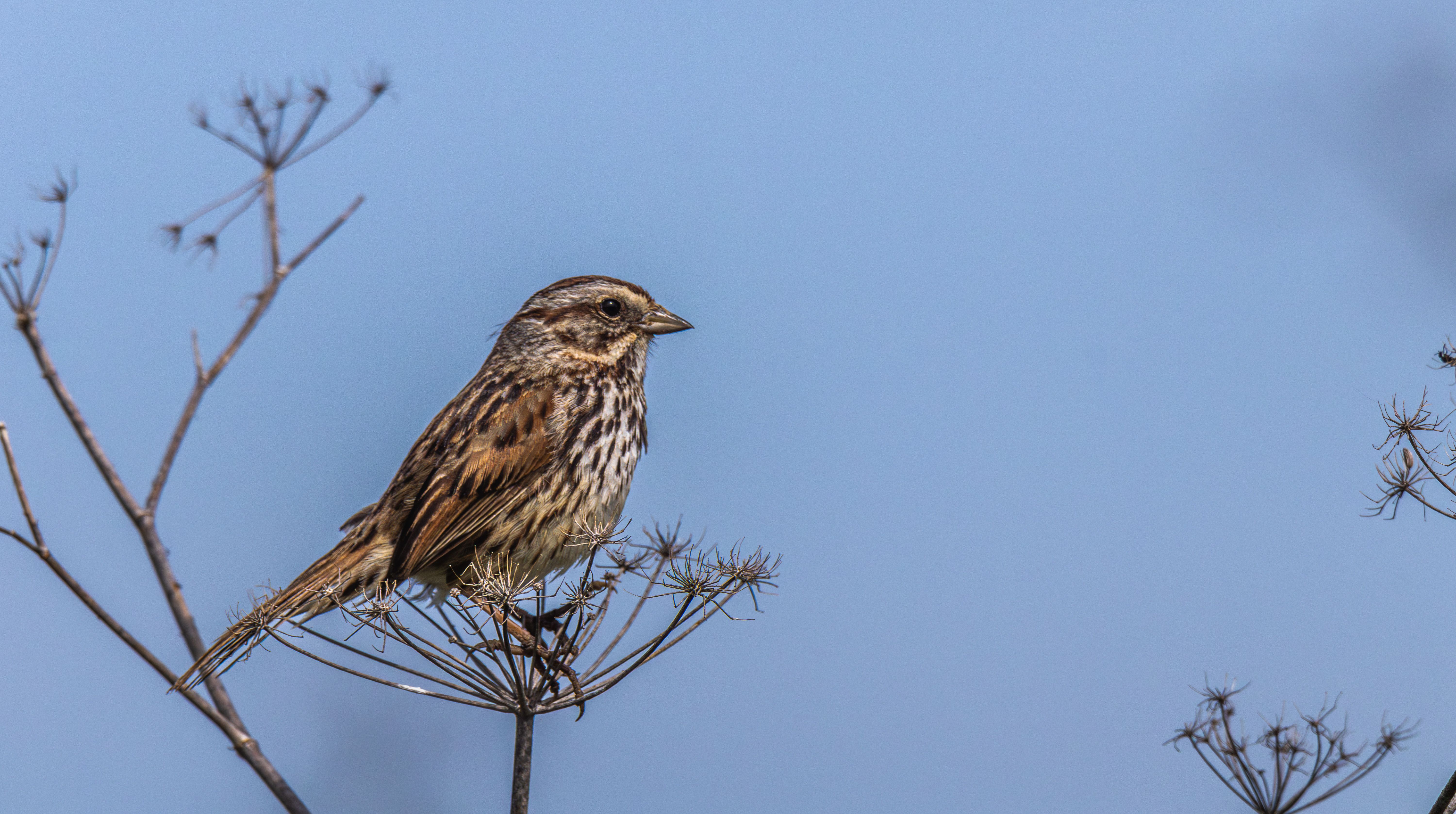 A small bird sitting on top of a plant · Free Stock Photo