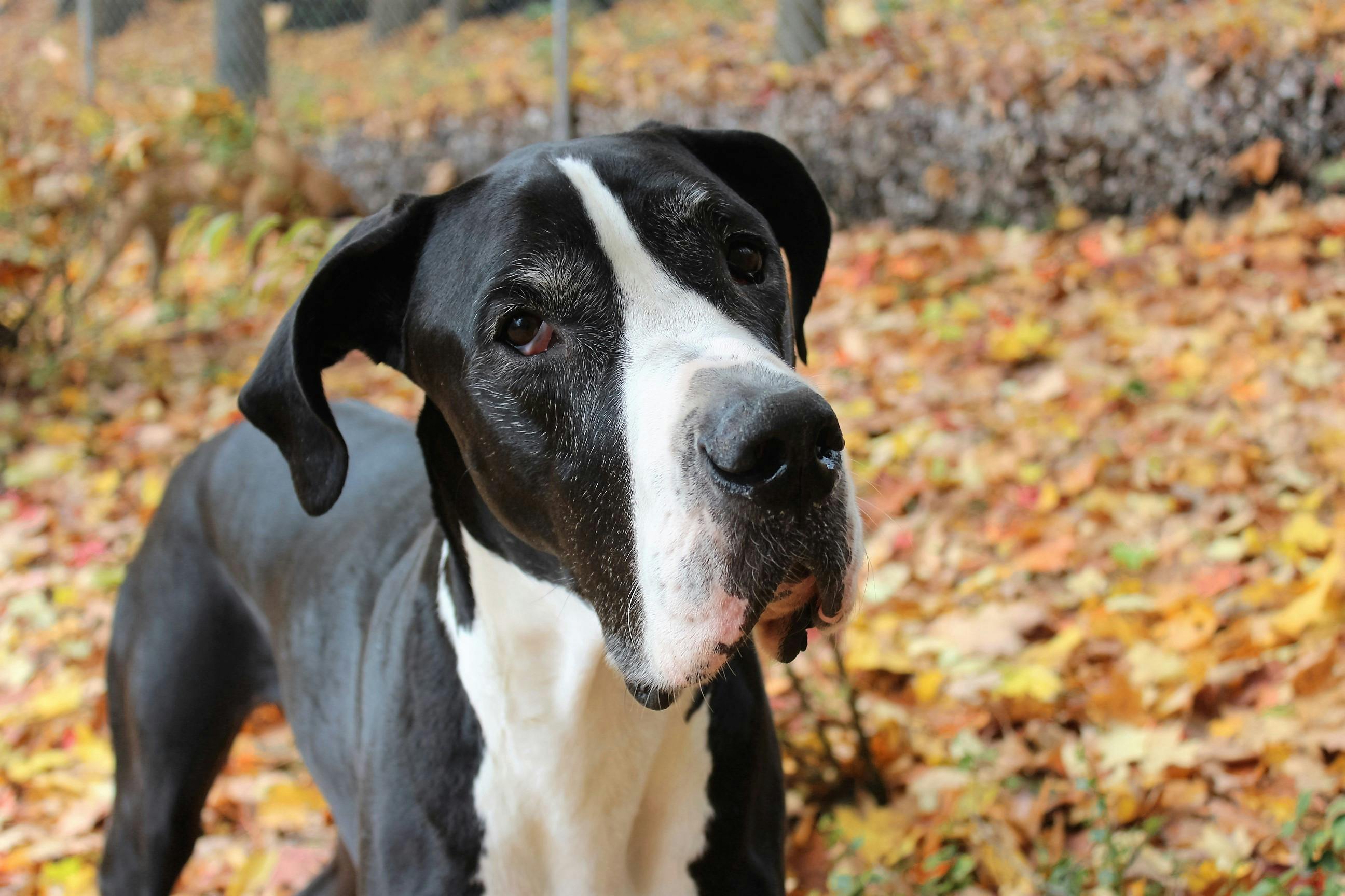 Free Stock Photo Of Black And White, Great Dane, Pure Breed