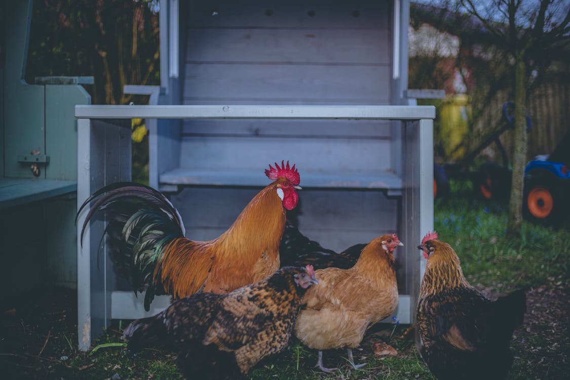 Free Four Brown Chickens Stock Photo