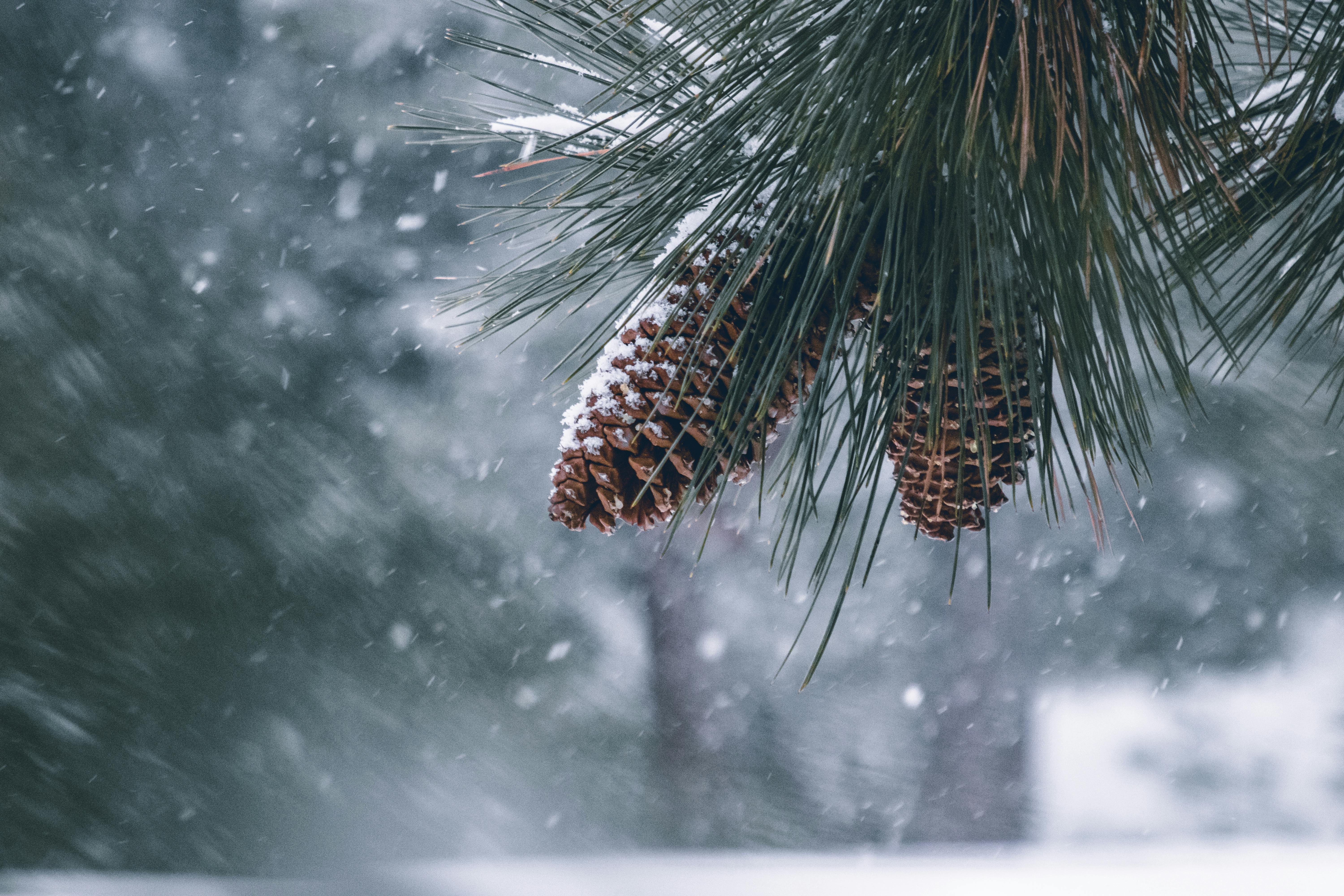 Pine Cones Free Stock Photo   Pexels Photo 2157043 