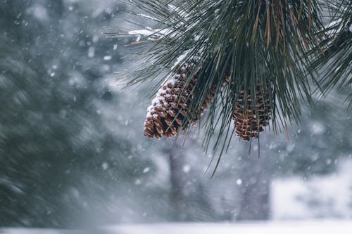 Pine Cones