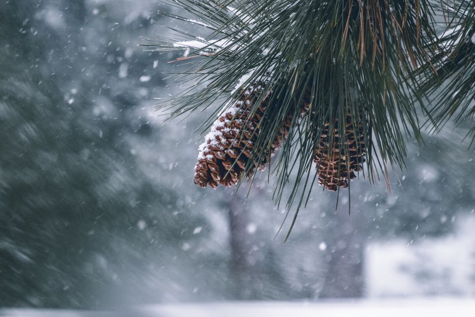 Close-up of snow-dusted pine cones hanging from a branch in a serene winter forest in Truckee, CA.
