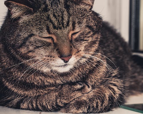 Fotobanka s bezplatnými fotkami na tému domáce zviera, mačka, mačky