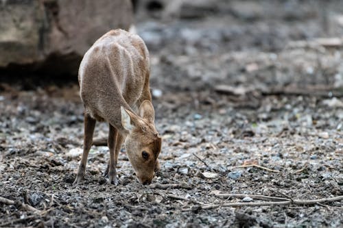 Imagine de stoc gratuită din căprioară, focalizare selectivă, fotografie cu animale sălbatice