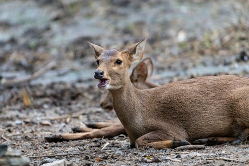 Free Deer Stock Photo