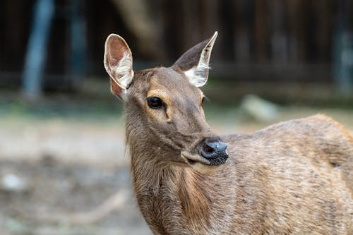 Imagine de stoc gratuită din cap, căprioară, fotografie cu animale sălbatice