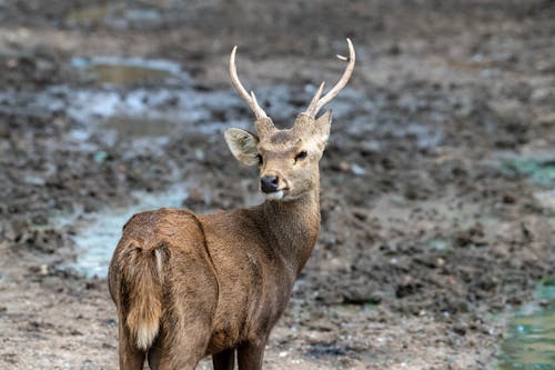 Photos gratuites de alerte, amoureux de la nature, animal