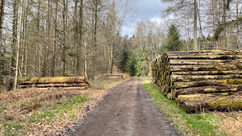 Kostenloses Stock Foto zu bauholz, feldweg, gehackt