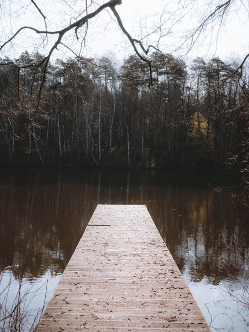 Wooden Pier on Lake in Forest
