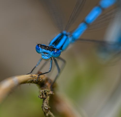 A blue dragonfly with black eyes is perched on a twig