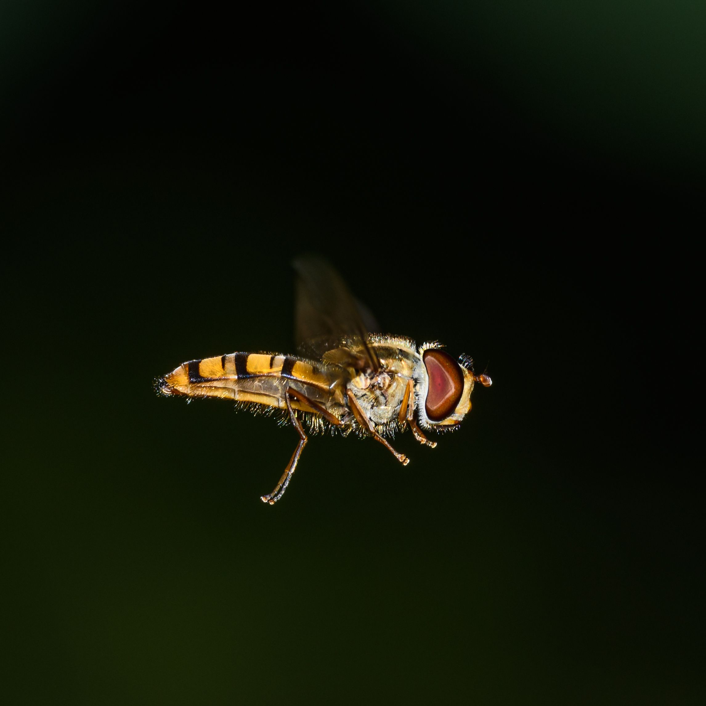 Close-up of a hoverfly in flight on a dark background showcasing details and colors.