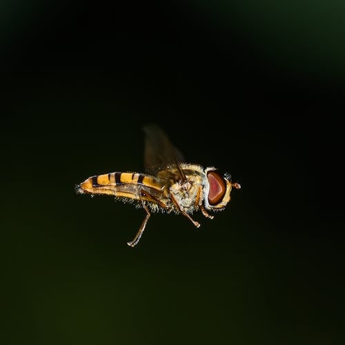 Free A fly is flying in the air with a green background Stock Photo