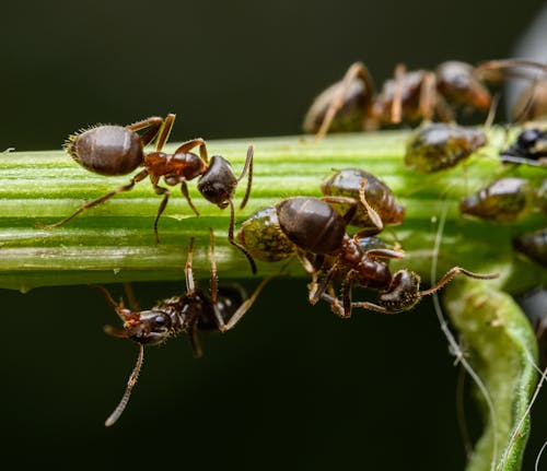 Ants on a stem with green leaves