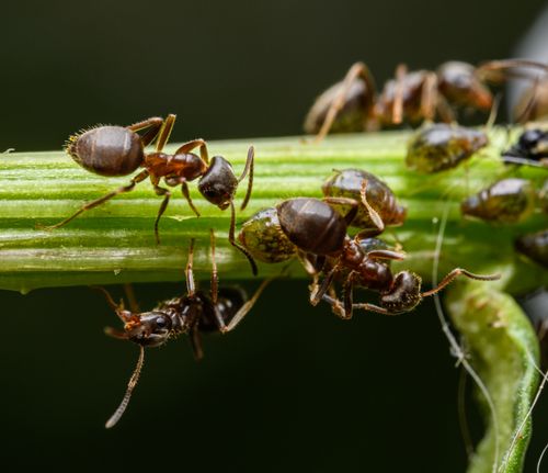 Poer Coquitlam Pest Control