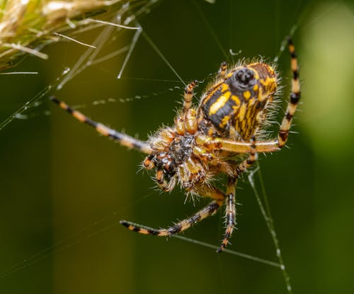 A spider with yellow and black stripes on its back