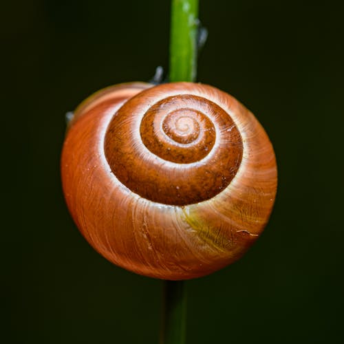 A snail is sitting on a stem with a green background