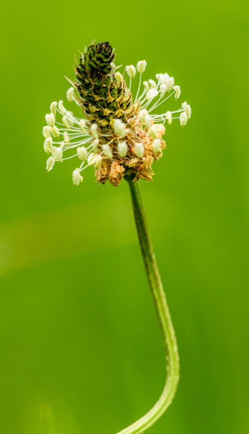 A single flower with a green background