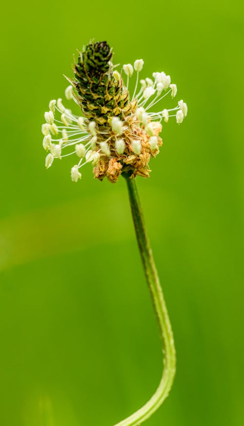 Free A single flower with a green background Stock Photo